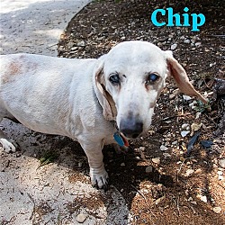 Thumbnail photo of Chip Bean + #4