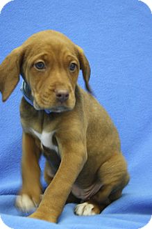 vizsla cross spaniel puppies