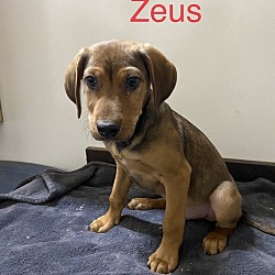 Photo of Zeus.  Puppy