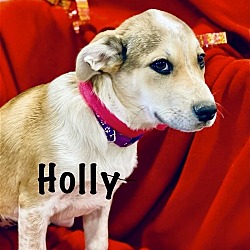 Thumbnail photo of Holly #4