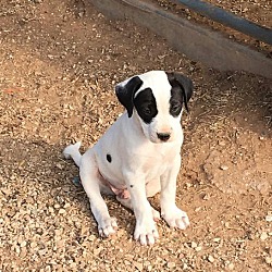 Thumbnail photo of Little Bit's puppies #1