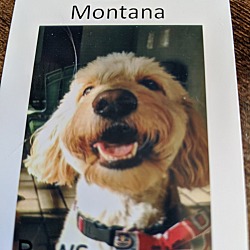 Thumbnail photo of Montana #1