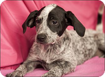 Colville Wa Bluetick Coonhound Meet Shasta A Pet For Adoption,Stair Carpet Runner