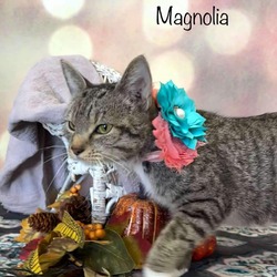 Thumbnail photo of Magnolia #4