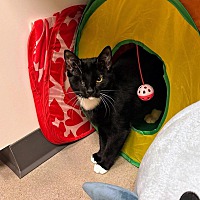 adopt a pet