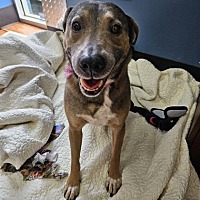 adopt a pet