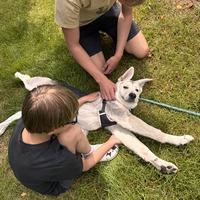 adopt a pet