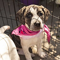 adopt a pet