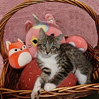 adopt a pet