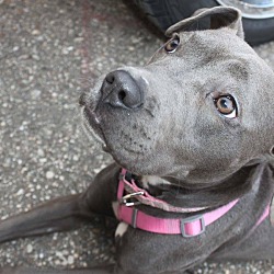 Thumbnail photo of Candy-Adopted! #3