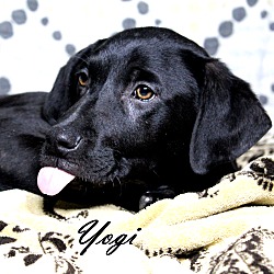 Thumbnail photo of Yogi ~ meet me! #2