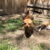 Fuzzy Pawz Rescue in Boise, Idaho