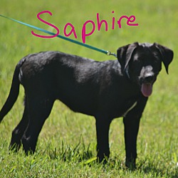 Photo of Saphire