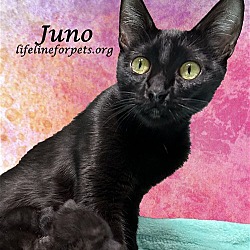 Photo of JUNO