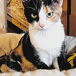 Photo of CAT-Lovey