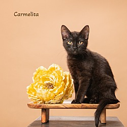 Photo of Camelita