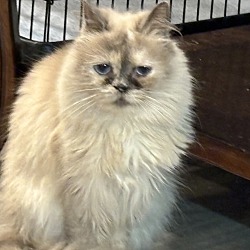 Photo of Cookie (Himalayan/Persian)