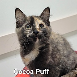 Thumbnail photo of Cocoa Puff #1