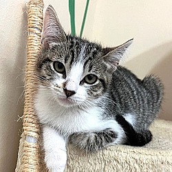 Thumbnail photo of Kitten Aspen #3