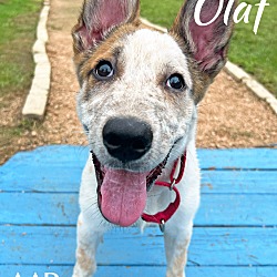 Thumbnail photo of Olaf #1