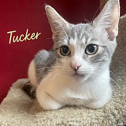 Thumbnail photo of Tucker #1