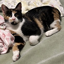 Thumbnail photo of Patches (kitten) #1