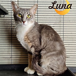 Thumbnail photo of Luna #2