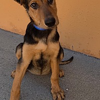 adopt a pet