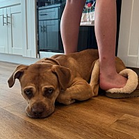 adopt a pet