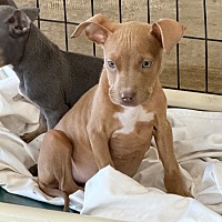 adopt a pet