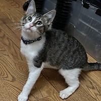 adopt a pet