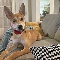adopt-pet