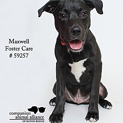 Thumbnail photo of Maxwell (Foster) #4