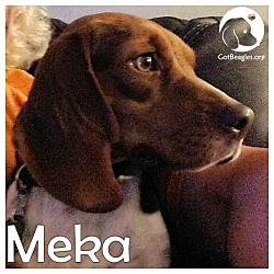 Thumbnail photo of Meka #1