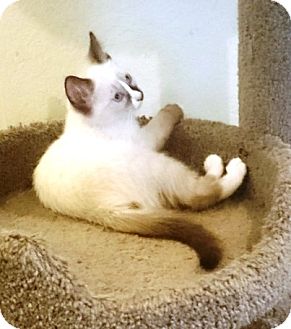 Phoenix AZ  Siamese Meet Kisses a Cat  for Adoption  