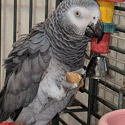 Thumbnail photo of Chicka’ The African Grey #2