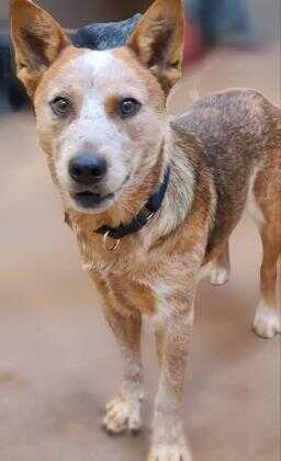 Adopt Blake a Red/Golden/Orange/Chestnut Australian Cattle Dog / Mixed ...