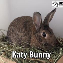 Photo of Katy Bunny
