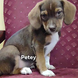 Photo of Petey