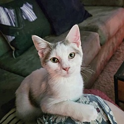 Thumbnail photo of Jasper Kitty #4
