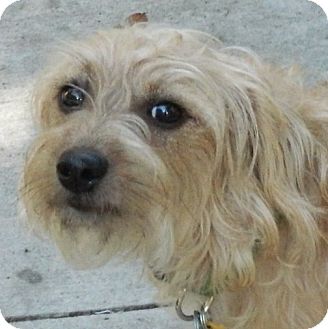 miniature poodle cross jack russell