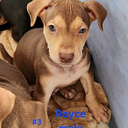 Thumbnail photo of Royce #1