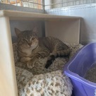 Adopt A Pet :: Micca - South Haven, MI
