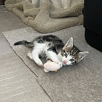 adopt a pet