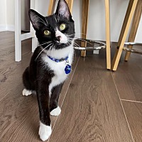 adopt a pet