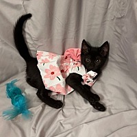 adopt a pet