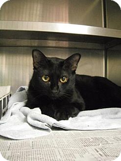Manchester Nh Domestic Shorthair Meet Justin Meet Me At