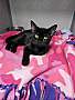 LOTUS (BONDED WITH WISTERIA) - Domestic Shorthair available for adoption
