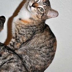 Thumbnail photo of MAXI (spayed calico kitten) #2