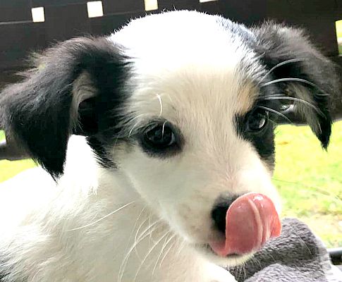 Dog Adoption Boulder Colorado